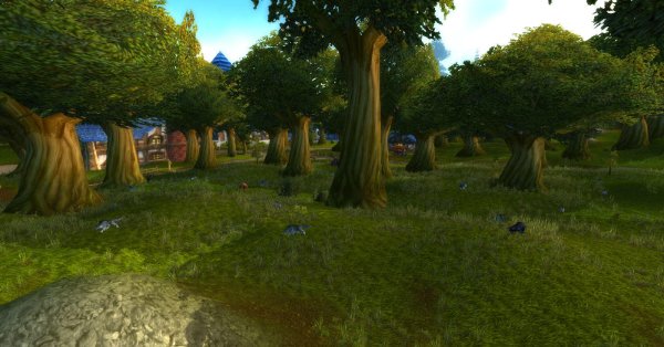 Forêt environnement